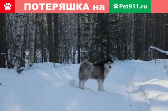 Пропала собака возрастом 6 лет между Николо-Павловским и Шиловкой, вознаграждение 65К-1908000