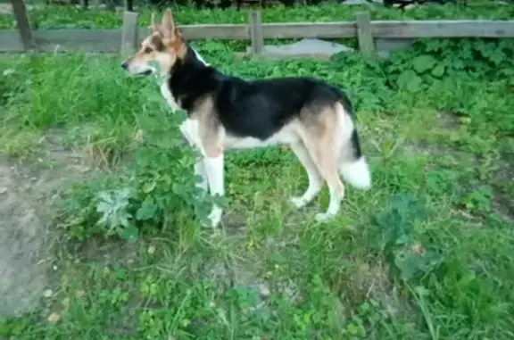 Найден домашний пёс на территории СНТ Грузино