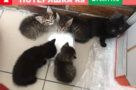 Найдена кошка и 5 котят на Улице Вавилова, Москва