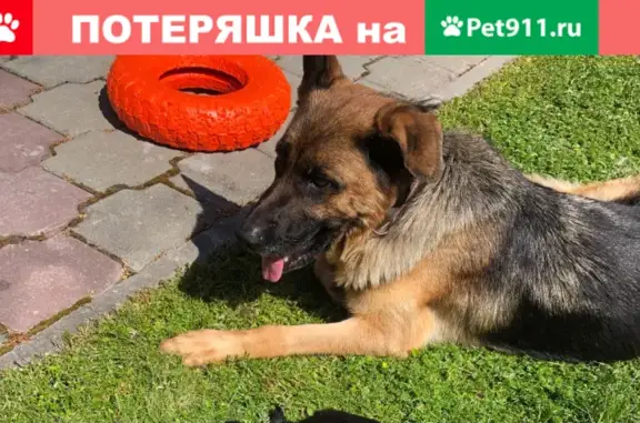 Пропала собака Лаки в Советском районе
