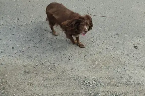 Найдена собака на перекрестке Громова-Бесшумный