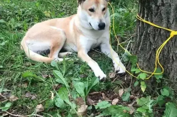Найден домашний пес в парке Яуза, ищем хозяина