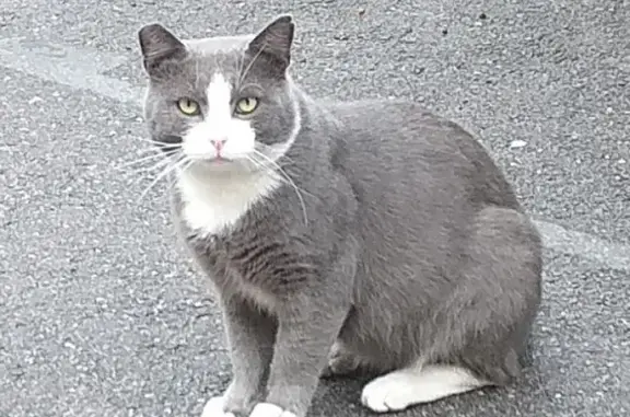 Найдена кошка на Серпуховской улице
