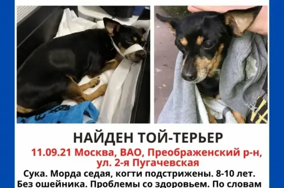 Найдена собака Девочка на Варварке, Москва