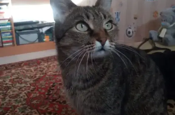 Потерянные животные Набережные Челны, фото: Пропала кошка Маруся возле ГЦДТ в Набережных Челнах