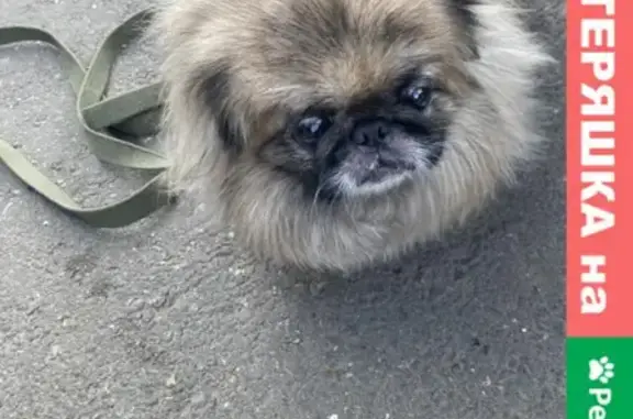 Найдена собака Пекинес с именем 'Сара' на ул. Чкалова