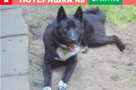 Найден черный пес в Ногинском районе, ищем хозяев