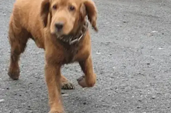 Найдена собака на улице Республики
