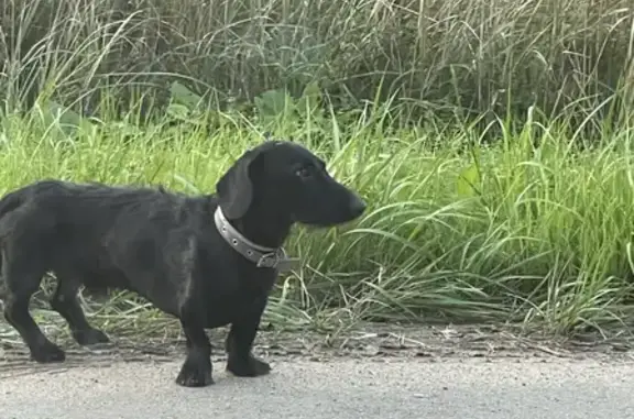 Потеряшка собака ищет хозяина в Заокском районе, Тульская область
