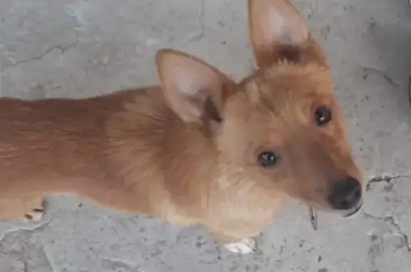 Найдена собака, Ростов-на-Дону, фото: Найдена собака в Ростове-на-Дону, район Болгарстрой 10