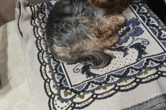 Собаки потеряшки, Орёл, фото: Потеряшка собака Арчи, вознаграждение!