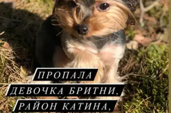 Собаки потеряшки, Калининград, фото: Потеряшка собака в СНТ 