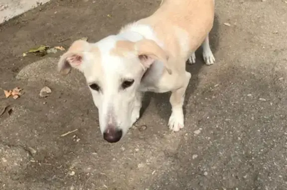 Найдена собака в Евпатории, улица Некрасова