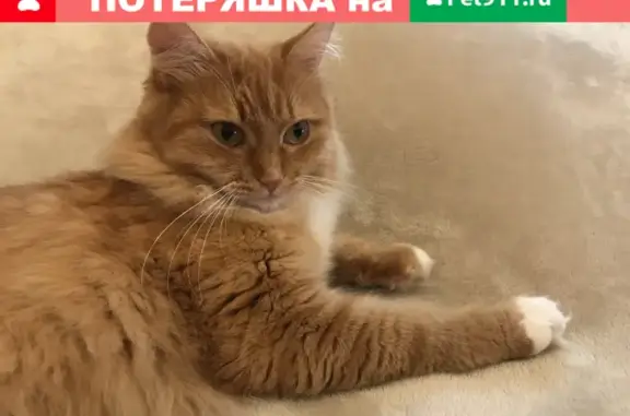 Пропала рыжая кошка на ул. Матросская Тишина, 15, Москва