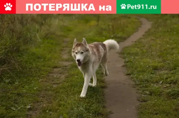 Найдена собака на ул. Красная Сосна, Москва