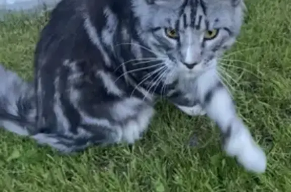 Кошки потеряшки, Новосибирск, фото: Потеряшка кот Касл, вознаграждение гарантирую (Гвардейский, Калининский район)