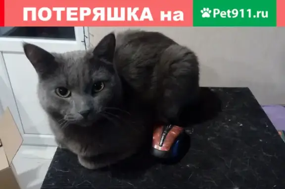 Пропал кот, Строительная 17, Озёрск, Челябинская область