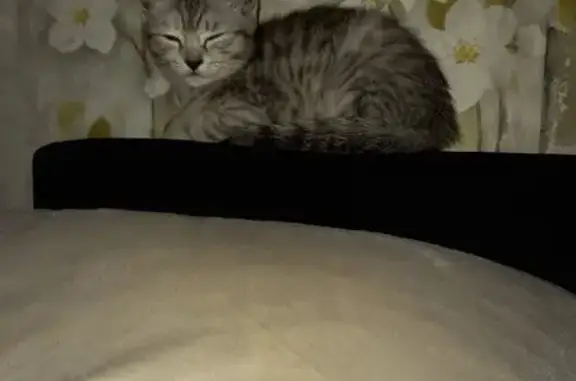 Потерянные животные Челябинск, фото: Пропала кошка Чося, 29 Гражданская улица, Челябинск