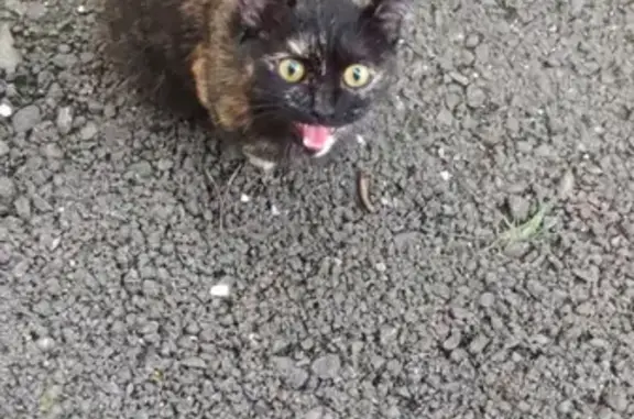 Найдена кошка на улице Тотмина, Красноярск