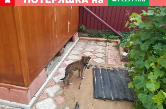 Собака найдена в СНТ Клин-3, Московская область