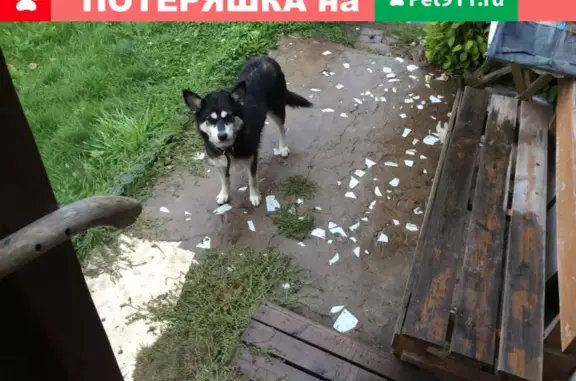 Собака найдена в СНТ Чулпан, Каменное, Удмуртия.