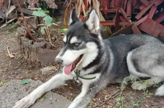 Найдена собака в зелёном ошейнике на Новом Поселении