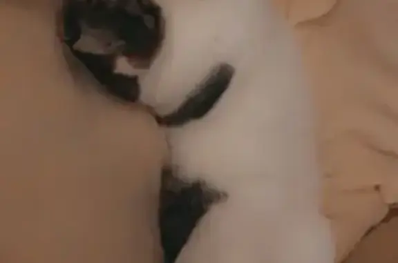 Кошки потеряшки, Санкт-Петербург, фото: Потеряшка кошка Тема в Щербаковом переулке!