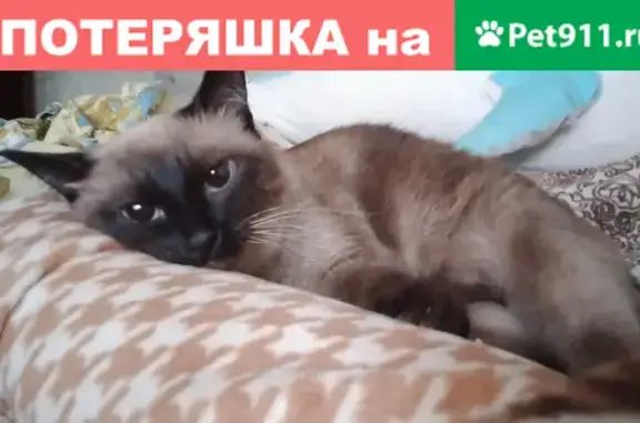 Кошка Сиамско Балинзийской породы найдена на ул. Прохорова