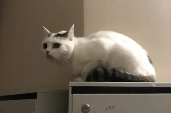 Найдена домашняя кошка на стоянке в Оренбурге