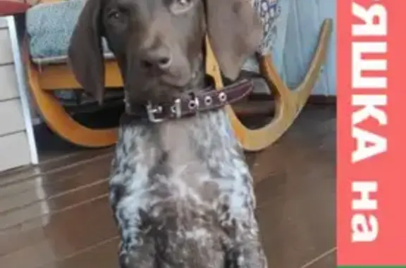 Пропала курцхаар щенок с клеймом в Выборгском районе