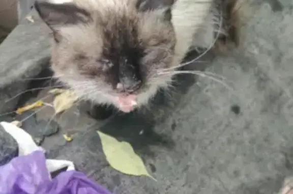 Найден котик в Подольске, ул. Маштакова, возраст 2 года.