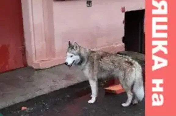 Найден хаски на Авиационной улице в Санкт-Петербурге