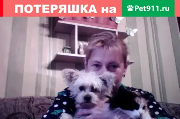 Пропала собака в Пушкино, ул. Центральная 89035604010
