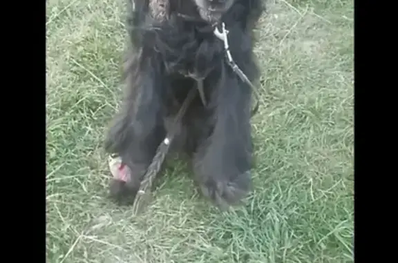Пропала собака в Константиново, Сергиево-Посадский район