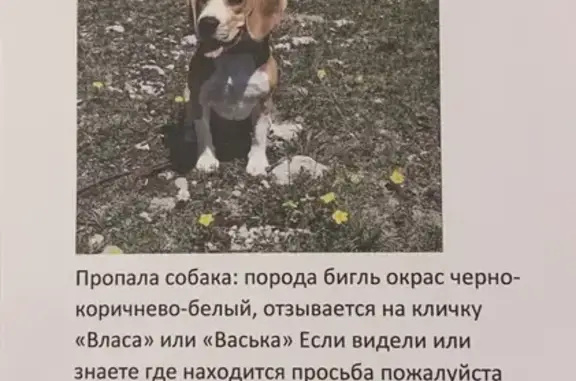 Пропала собака на ул. Фрунзе, Бахчисарай, Крым