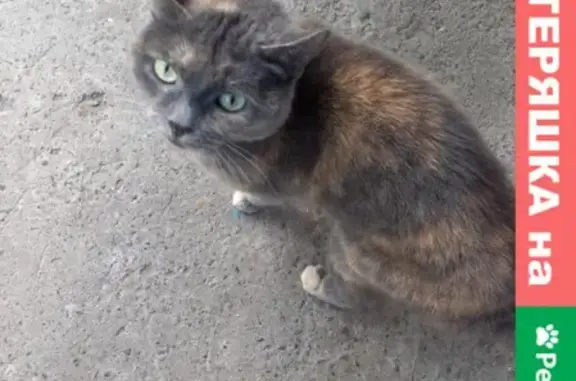 Найден серо-рыжий кот около дома 63 на улице Мичурина