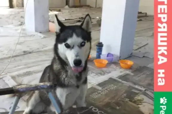 Собака Хаски найдена на Дубинском переулке, Краснодар.