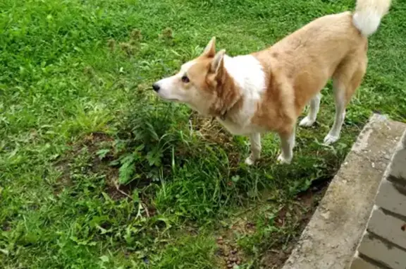 Найдена собака в Бедниково, Ярославская область