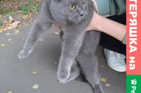 Найден британский кот с ошейником в Парке Кусково