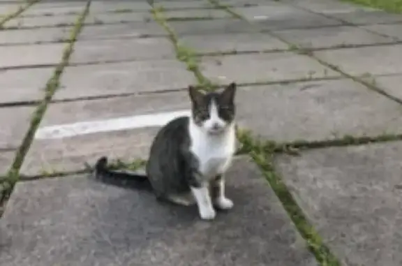 Найдена домашняя кошка около гостиницы Пулковская
