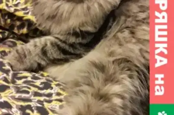 Кошки потеряшки, Казань, фото: Потеряшка кошка в р-оне Старое Победило, Казань