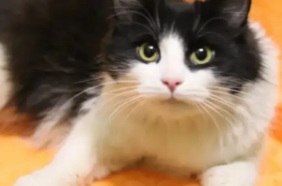 Кошки потеряшки, Санкт-Петербург, фото: Потеряшка кошка на Индустриальном проспекте 17 к3