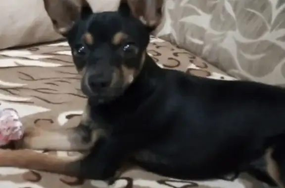 Собаки потеряшки, Калининград, фото: Потеряшка собака в Посёлке Родники, Калининградская область