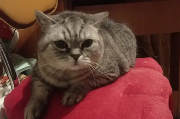 Найдена вислоухая кошка на Новочеркасском б-р 15