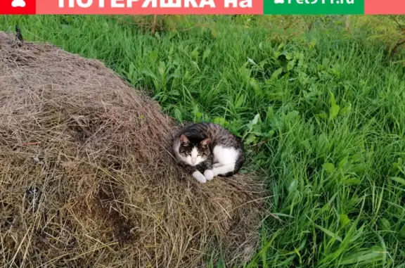 Найдена кошка на Садовой ул. в Истре, МО.