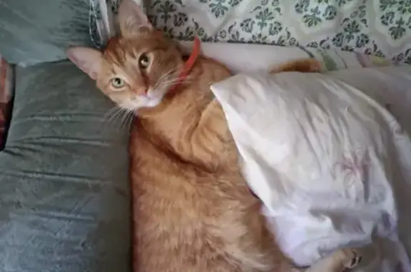 Кошки потеряшки, Ярославль, фото: Потеряшка кошка на ул. Красноборская 7а, Ярославль.