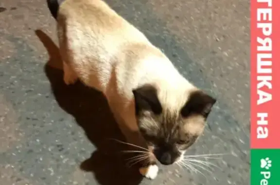 Найдена кошка возле дома 9 на улице Совхозной, Химки