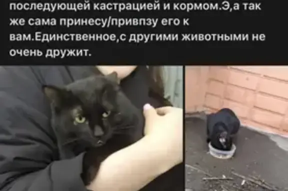 Найдена кошка на ул. Пожарского, Левобережный!