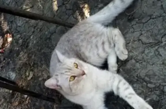Пропала кошка в Саратове, радиус 35 км от 6-го квартала