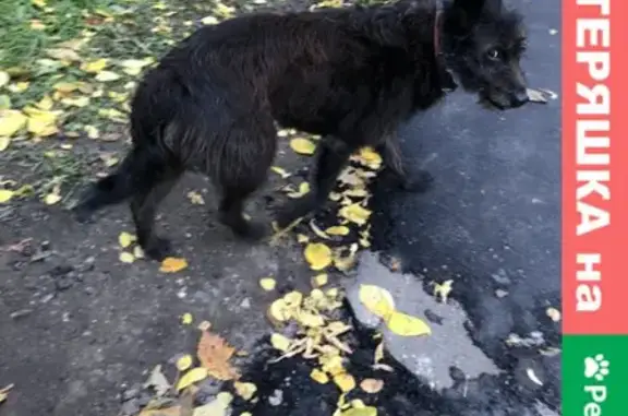 Собака найдена на Амурской ул. 64, Гольяново